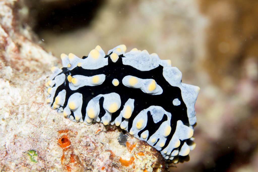 Nudibranch - Phyllidia varicosa