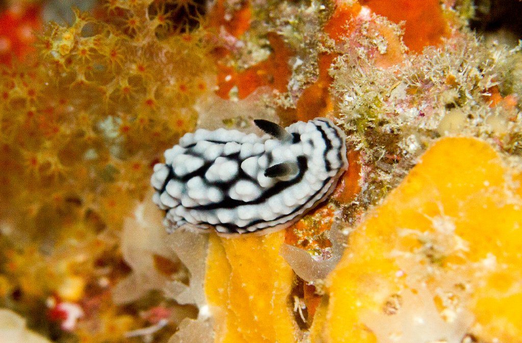 Nudibranch - Phyllidiella cooraburrama