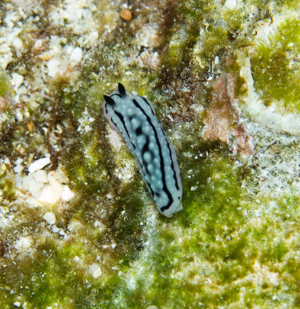 Nudibranch - Phyllidiella (probably P. zeylanica)