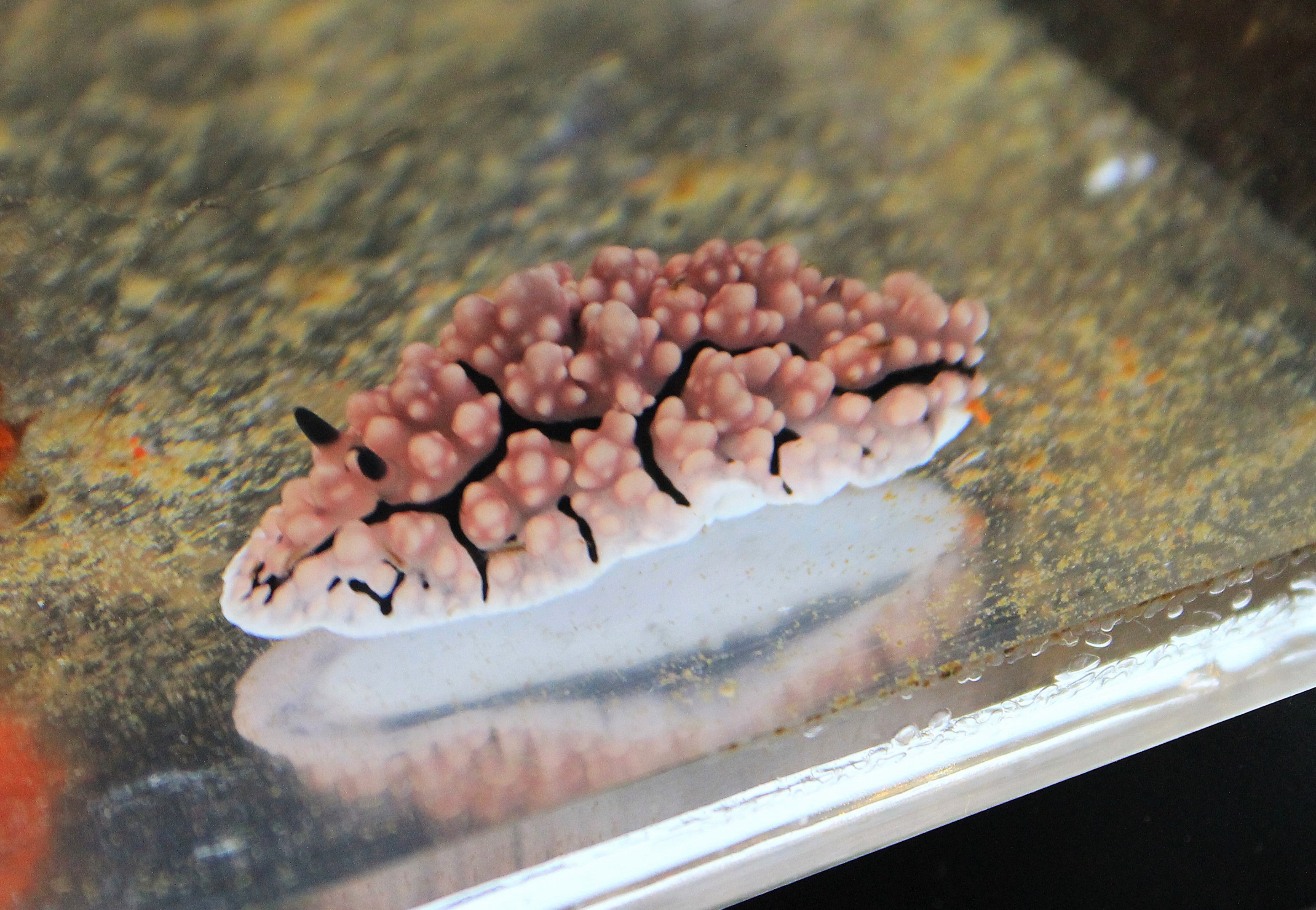 Nudibranch (Phyllidiella pustulosa)