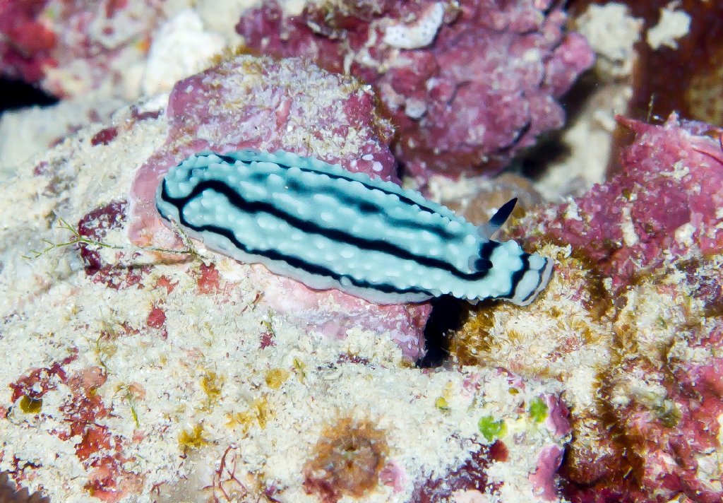 Nudibranch - Phyllidiella sp.