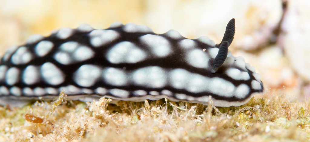 Nudibranch - Phyllidiella sp.