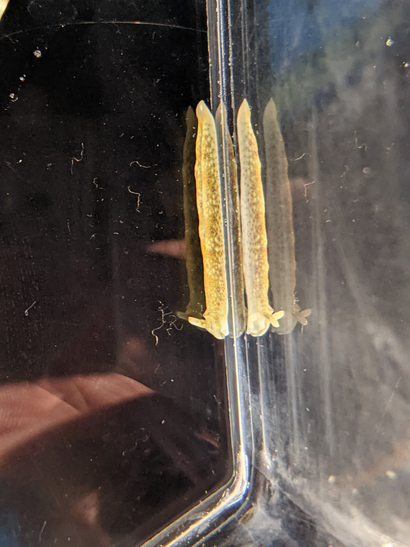 Nudibranch (Plakobranchus sp.)