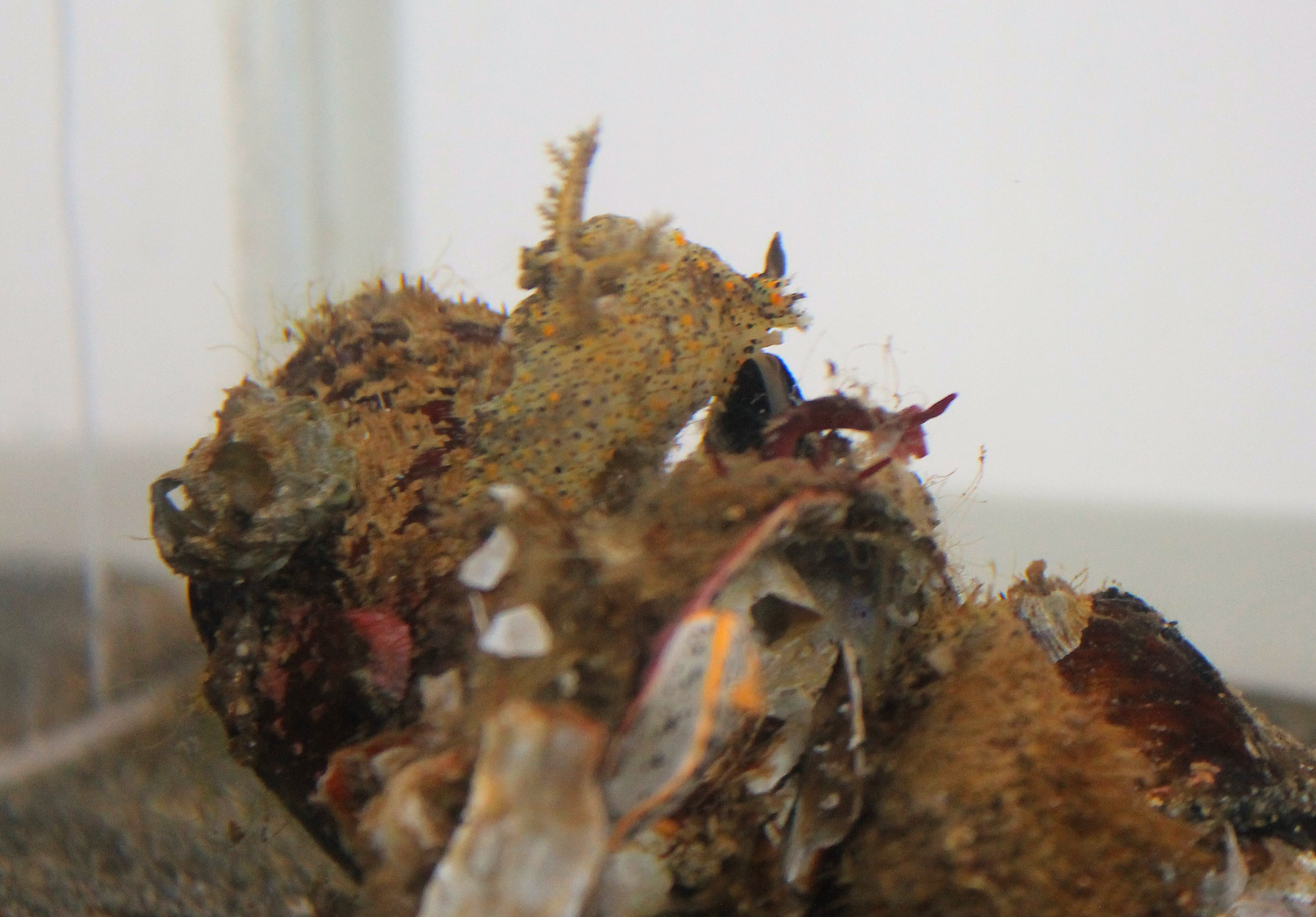 Nudibranch (Plocamopherus tilesii)