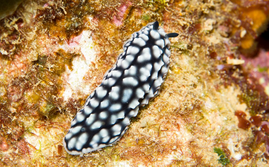 Nudibranch - possibly Phylidiella pustulosa