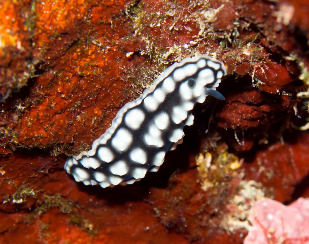 Nudibranch - possibly Phylidiella pustulosa