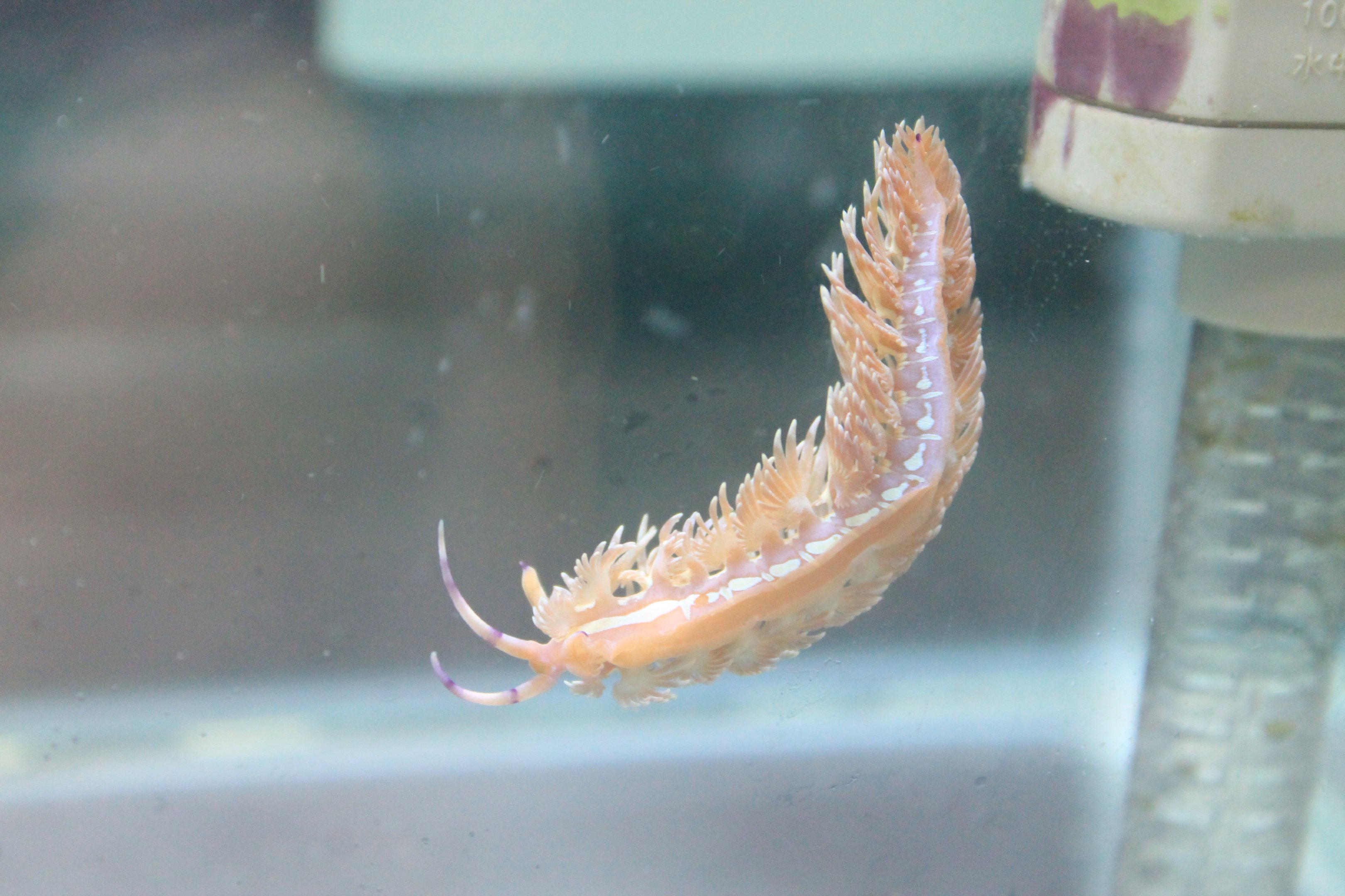 Nudibranch (Pteraeolidia semperi)