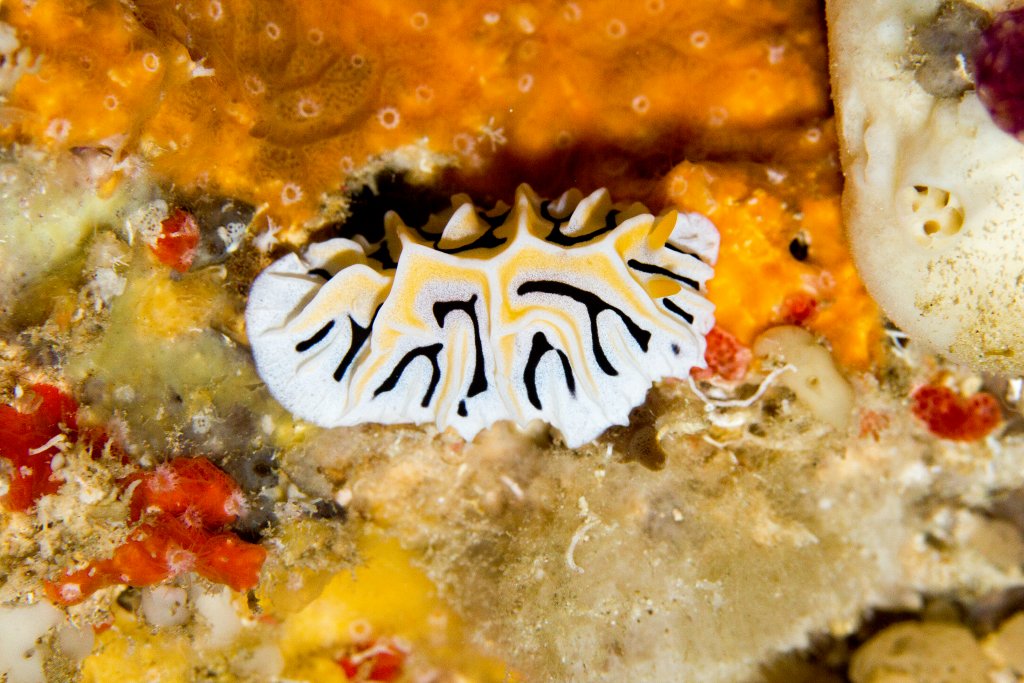 Nudibranch - Reticulidia fungia