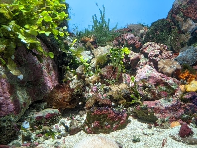 Nudibranch (sea slug) tank