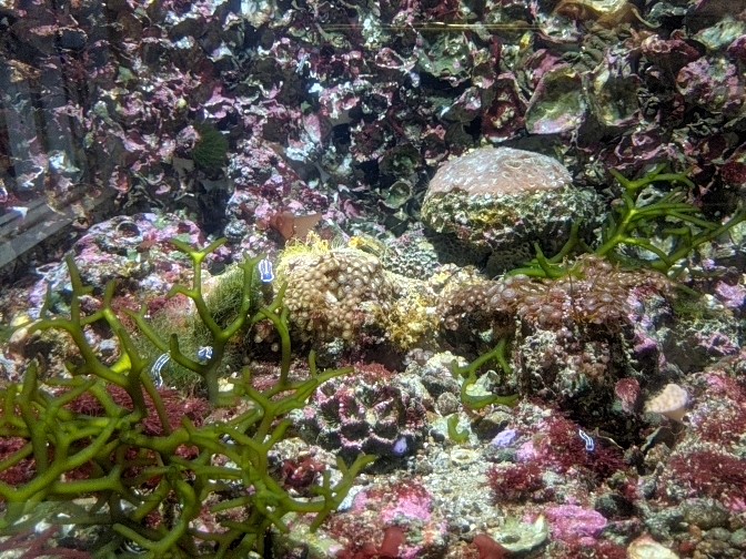 Nudibranch (sea slug) tank