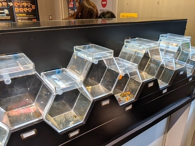 Nudibranch (sea slug) tanks