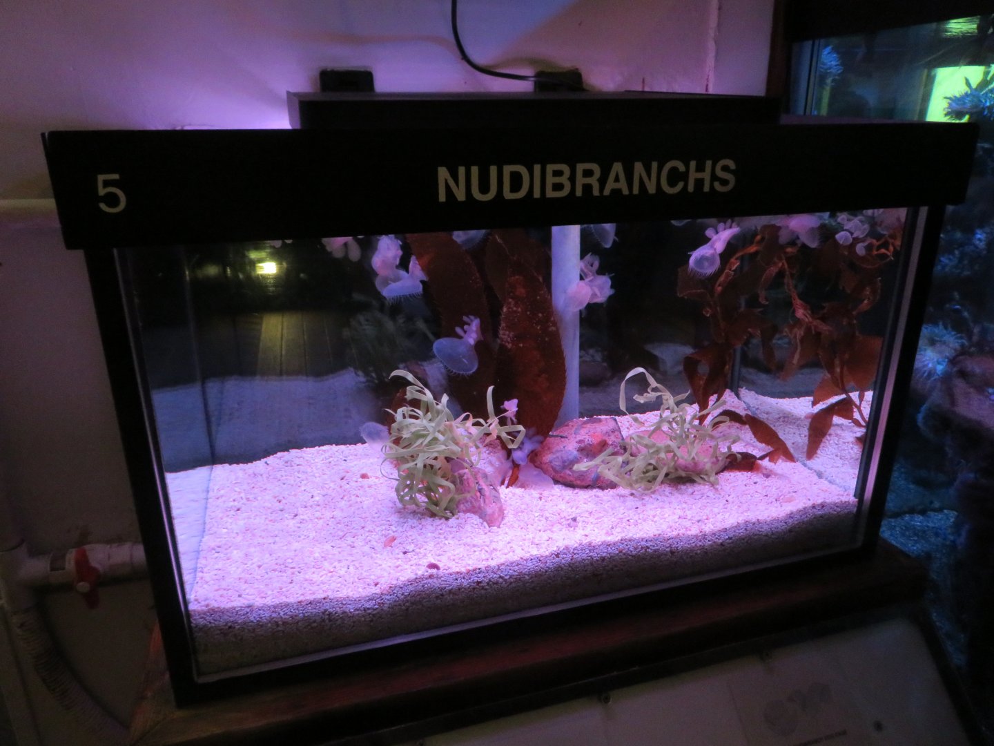 Nudibranch Tank