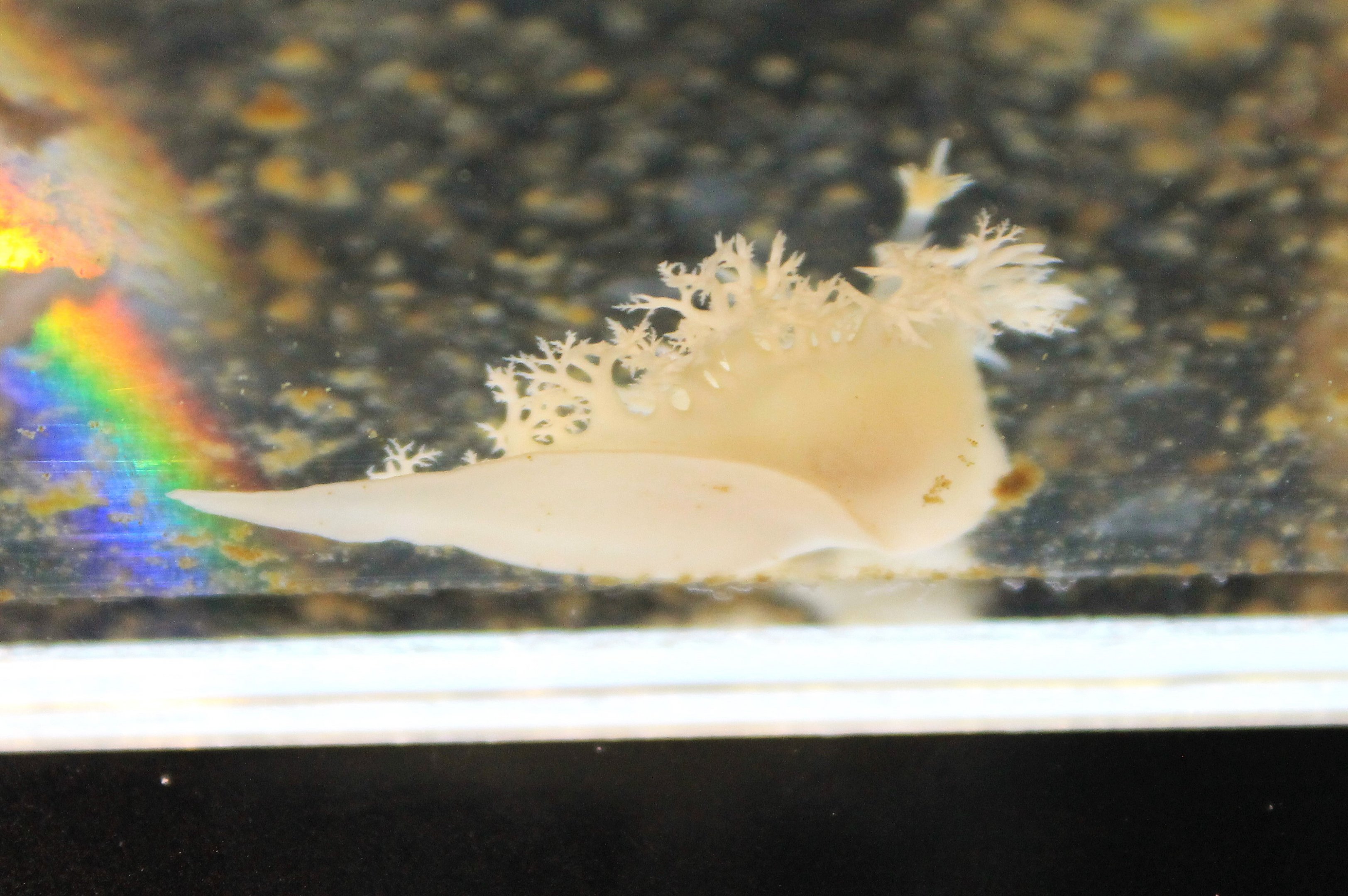 Nudibranch (Tritoniopsis elegans)