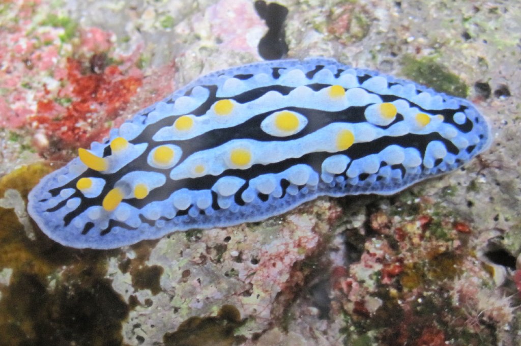 Nudibranch