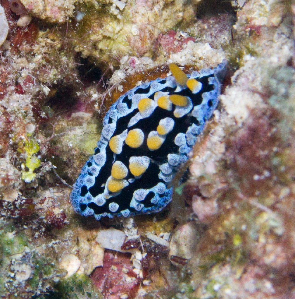 Nudibranch