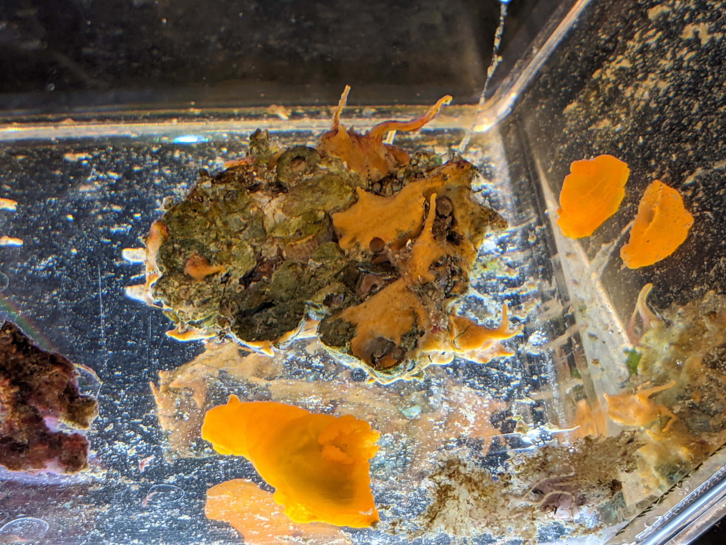 Nudibranchs (Gymnodoris inornata)