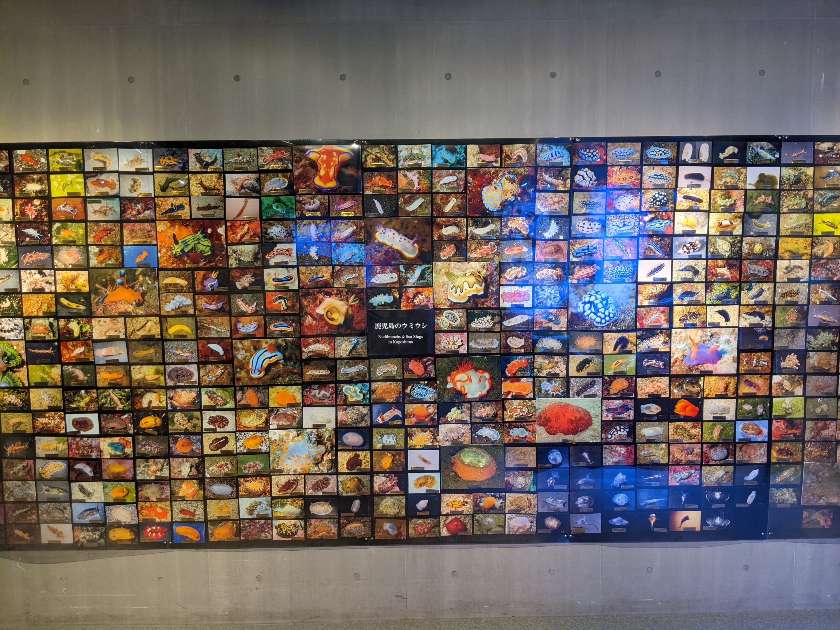 Nudibranchs (sea slugs) of Japan