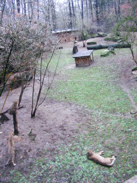 Nuernberg December 2012 - Cheetah enclosure