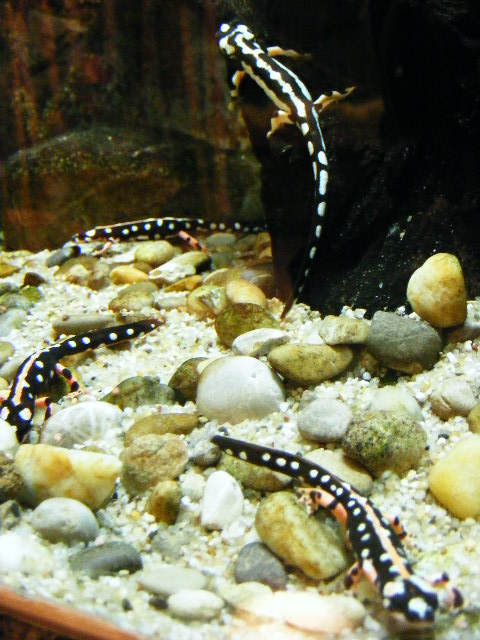 Nuernberg December 2012 - Neurergus kaiseri