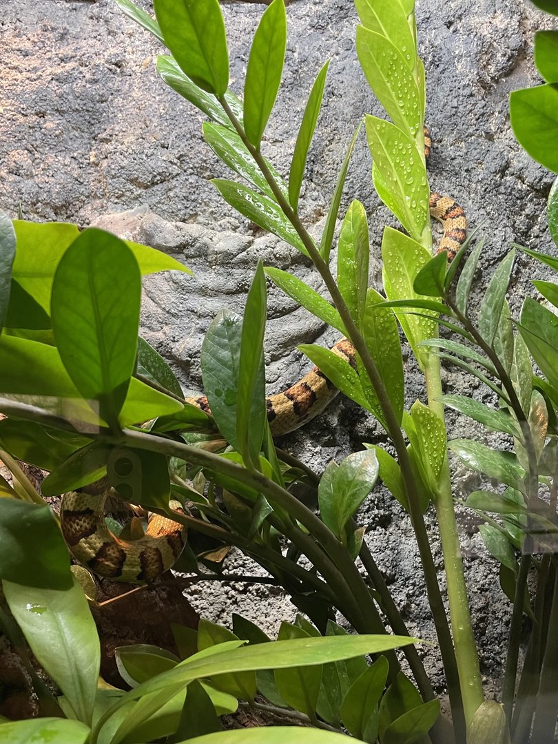 Nuevo León milksnake (Lampropeltis leonis)