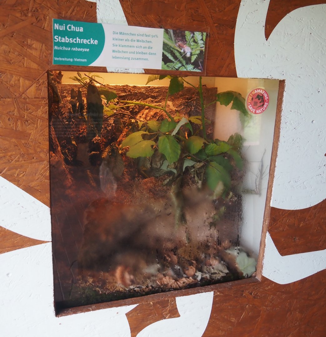 Nui Chua stick insect (Nuichua rabaeyae) terrarium, 2025-05-22