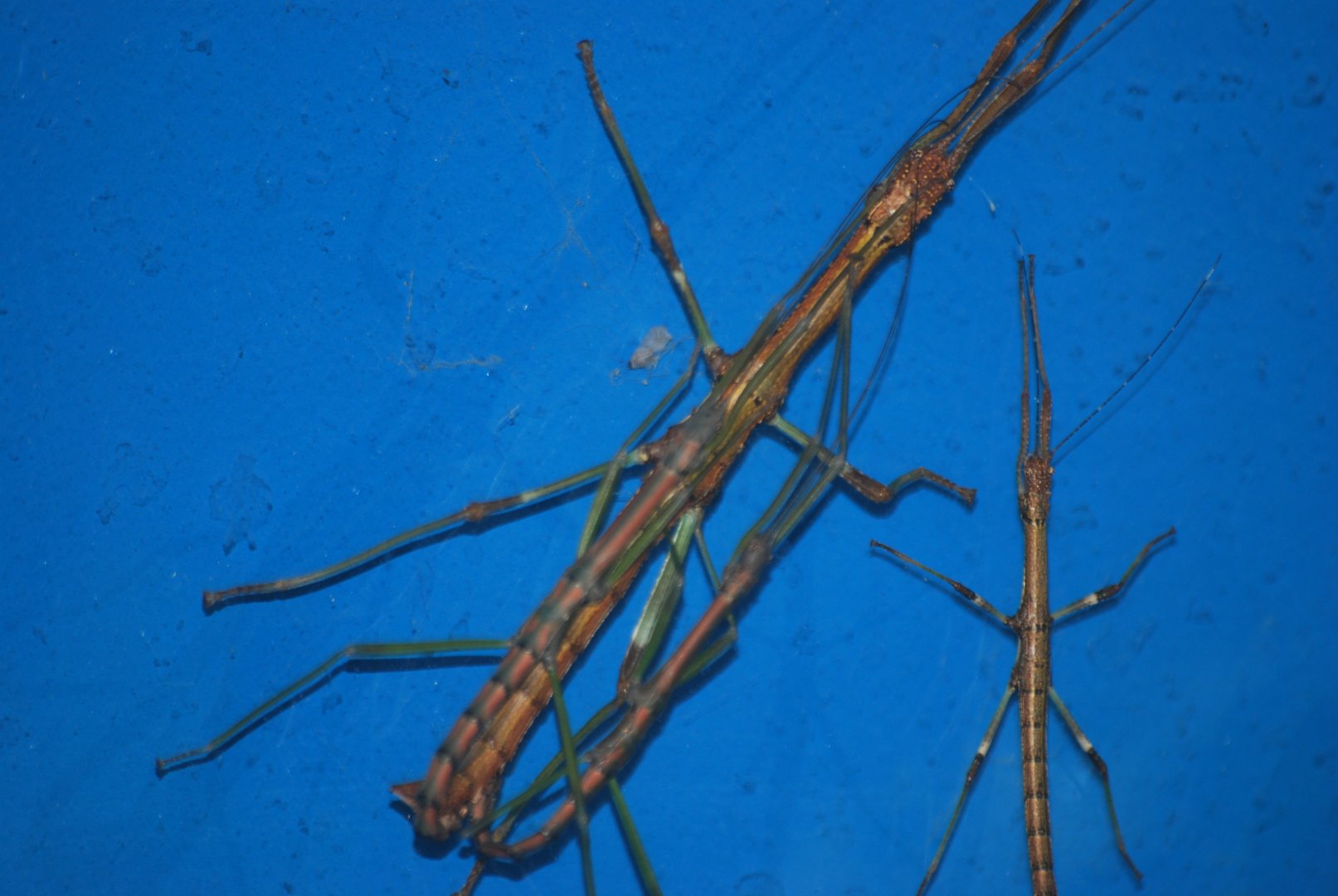 Nui Chua stick insects at The Bug Parc, 25/9/2024
