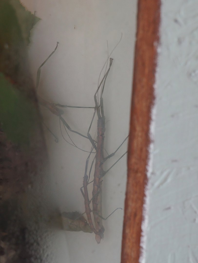 Nui Chua stick insects (Nuichua rabaeyae), 2025-05-22