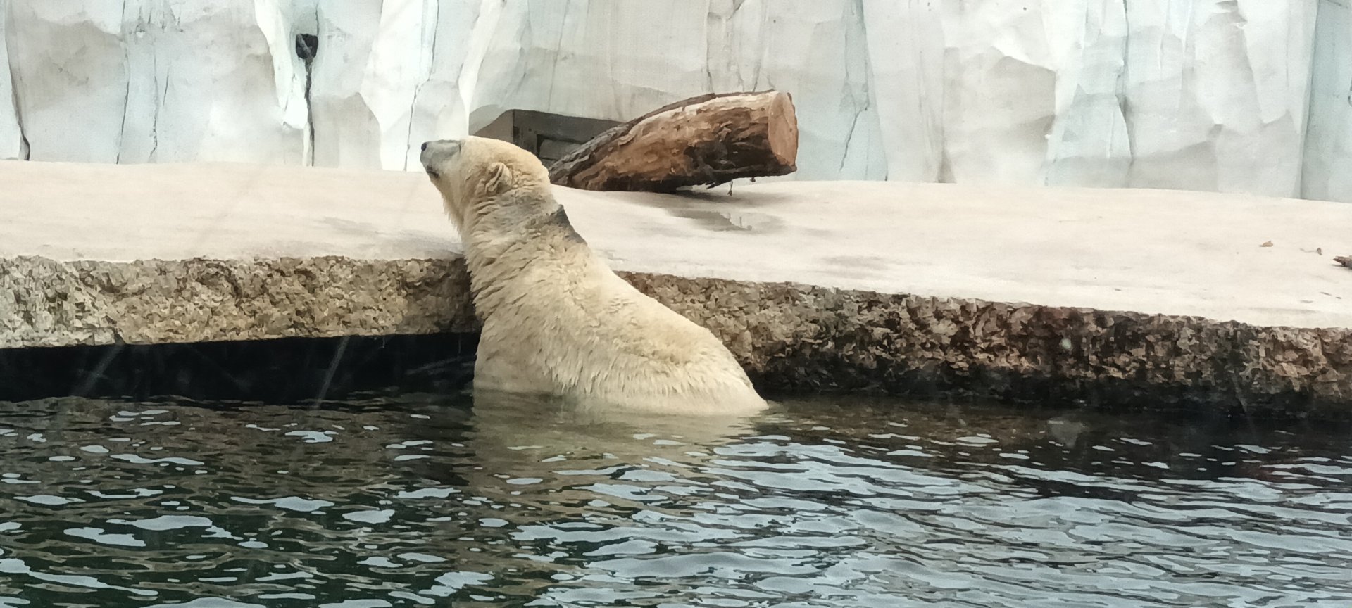 Nuka the female Polar Bear