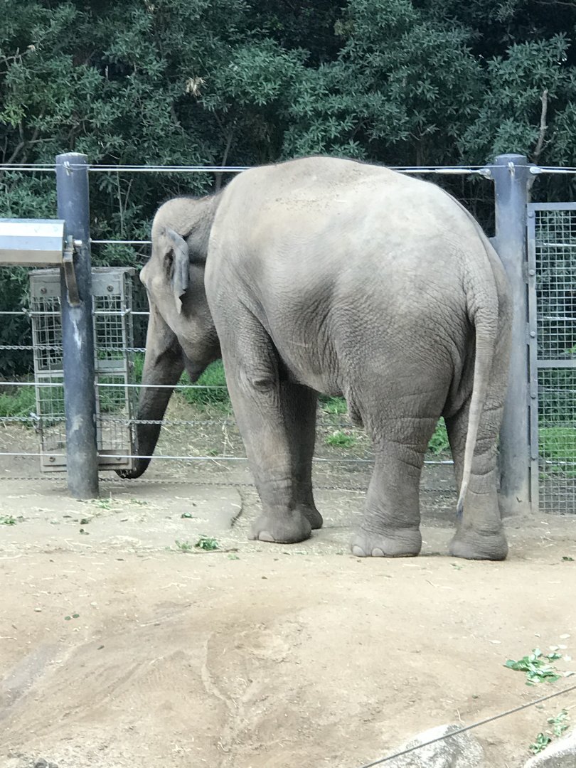 Num Oi- Asian Elephant (2018)