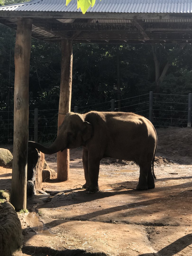 Num Oi - Asian Elephant