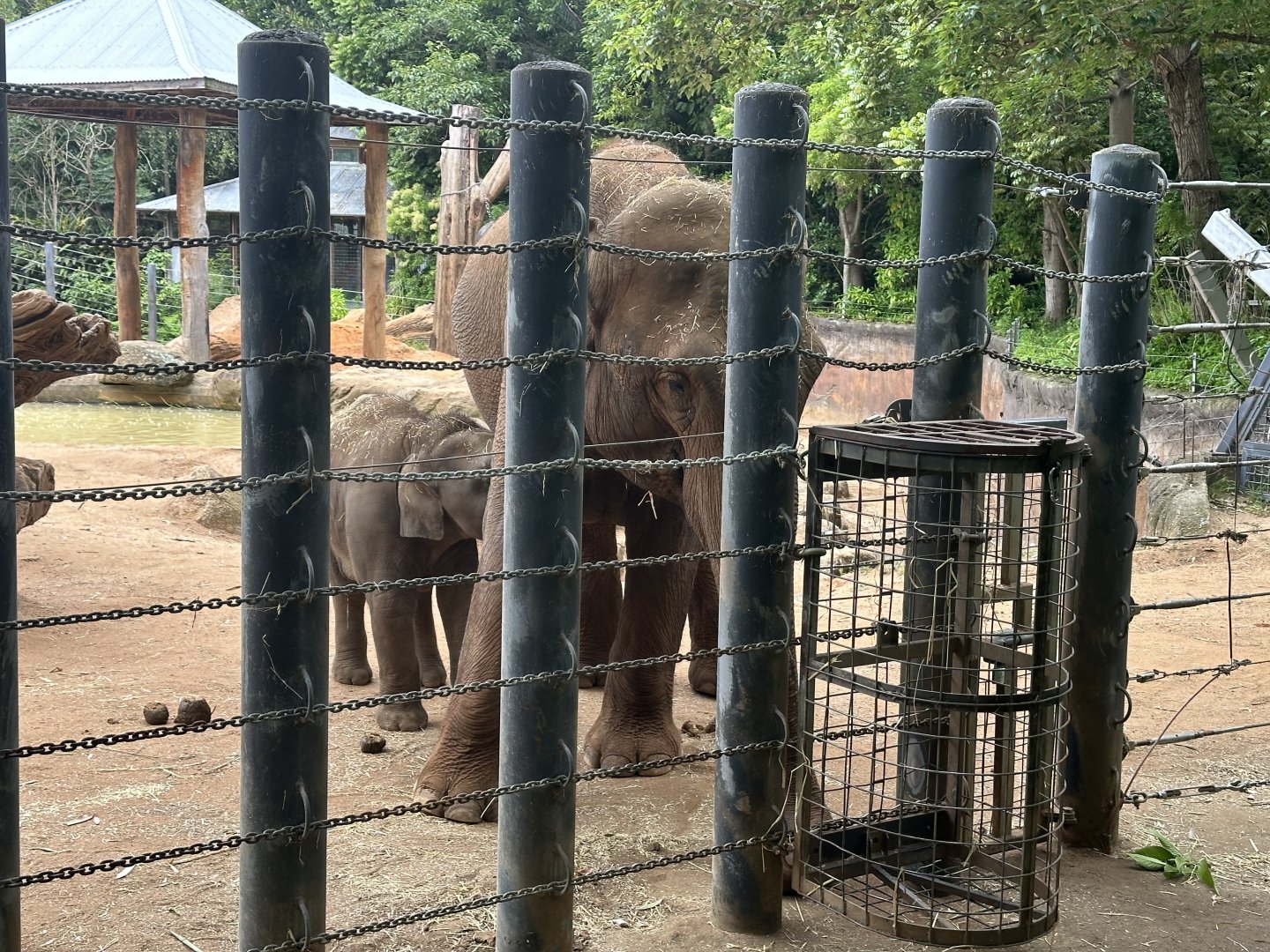 Num Oi Nursing Kati (10 months old)