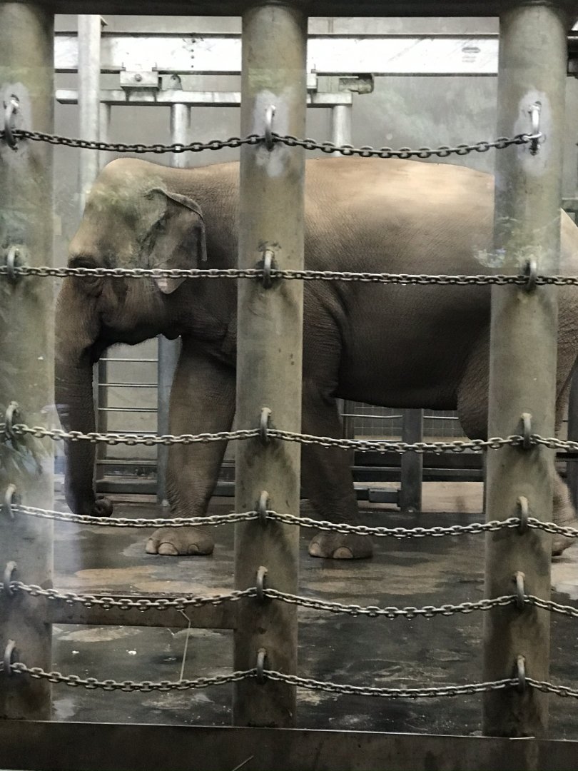 Num-oi the Asian Elephant