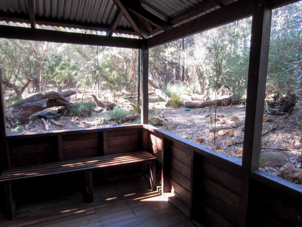 Numbat enclosure and viewing area