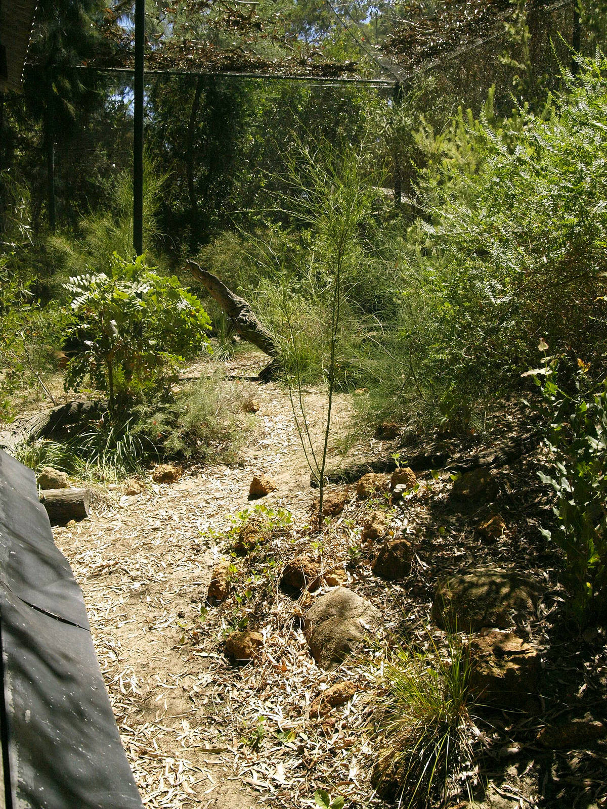 numbat enclosure from viewing area