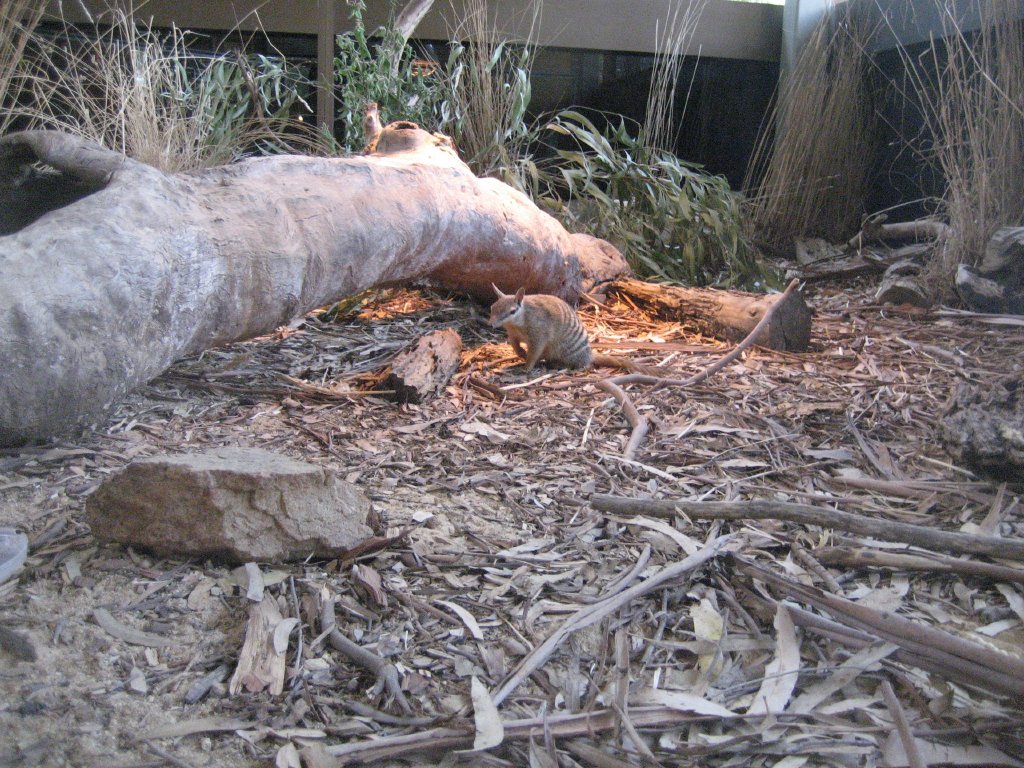 Numbat enclosure