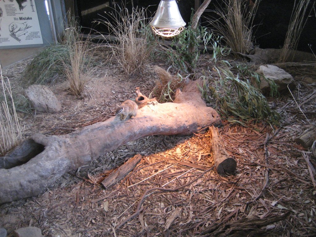 Numbat enclosure