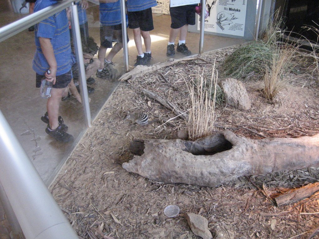 Numbat enclosure