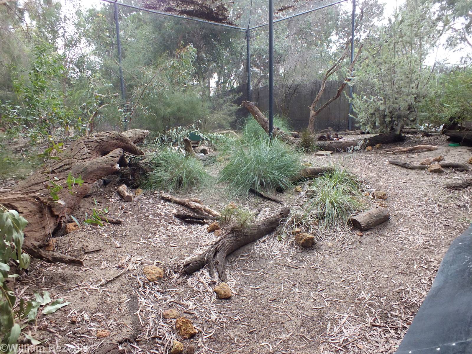 Numbat Enclosure