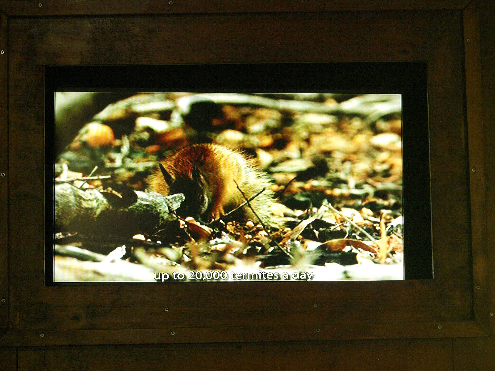 Numbat film on loop inside entrance hut