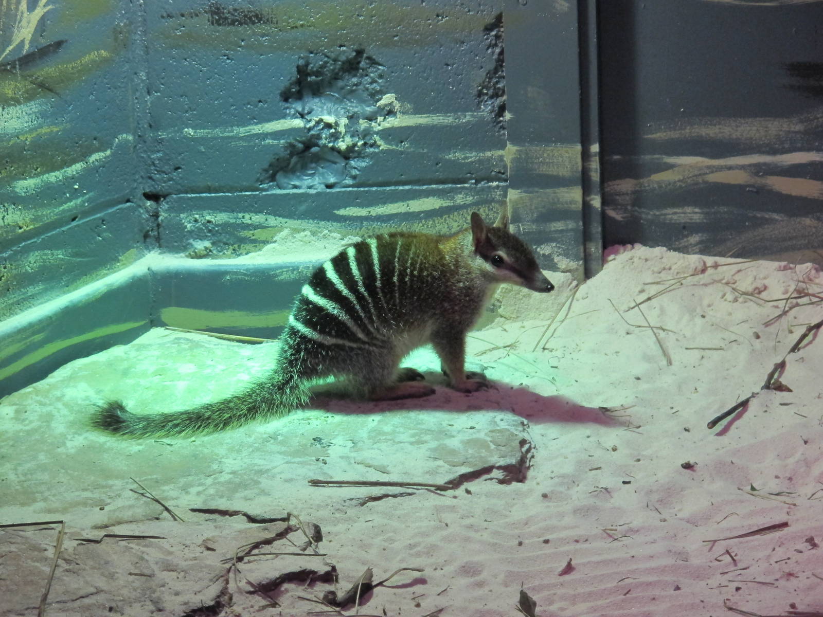 Numbat - Healesville Sanctuary 2013