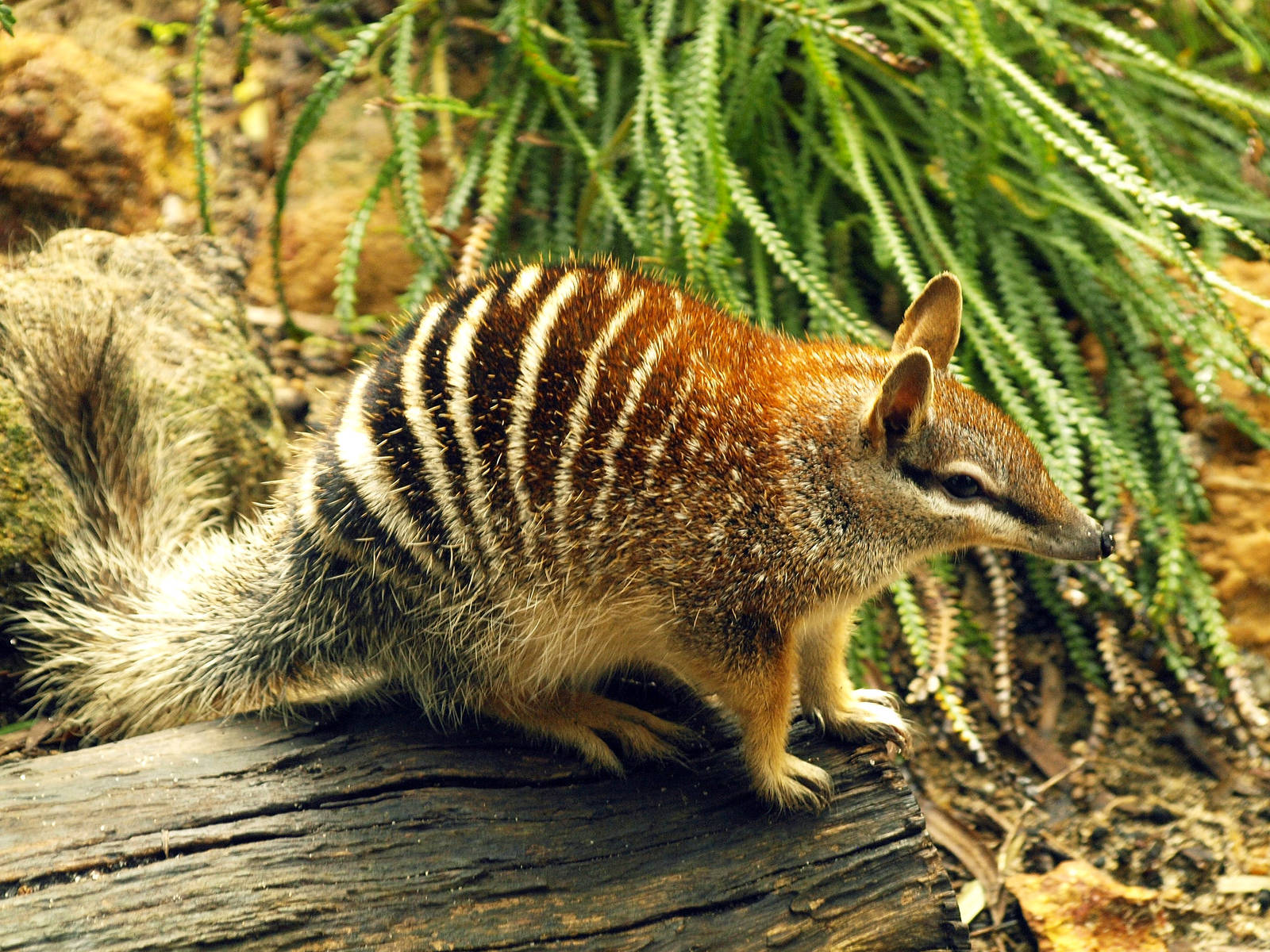 Numbat in display area