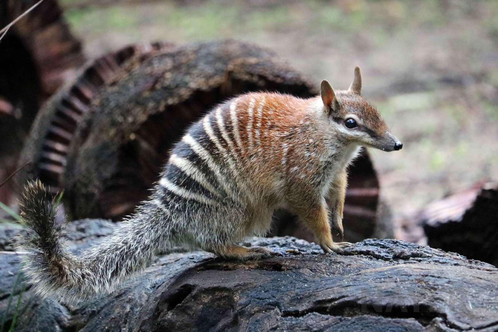 Numbat, June 2016