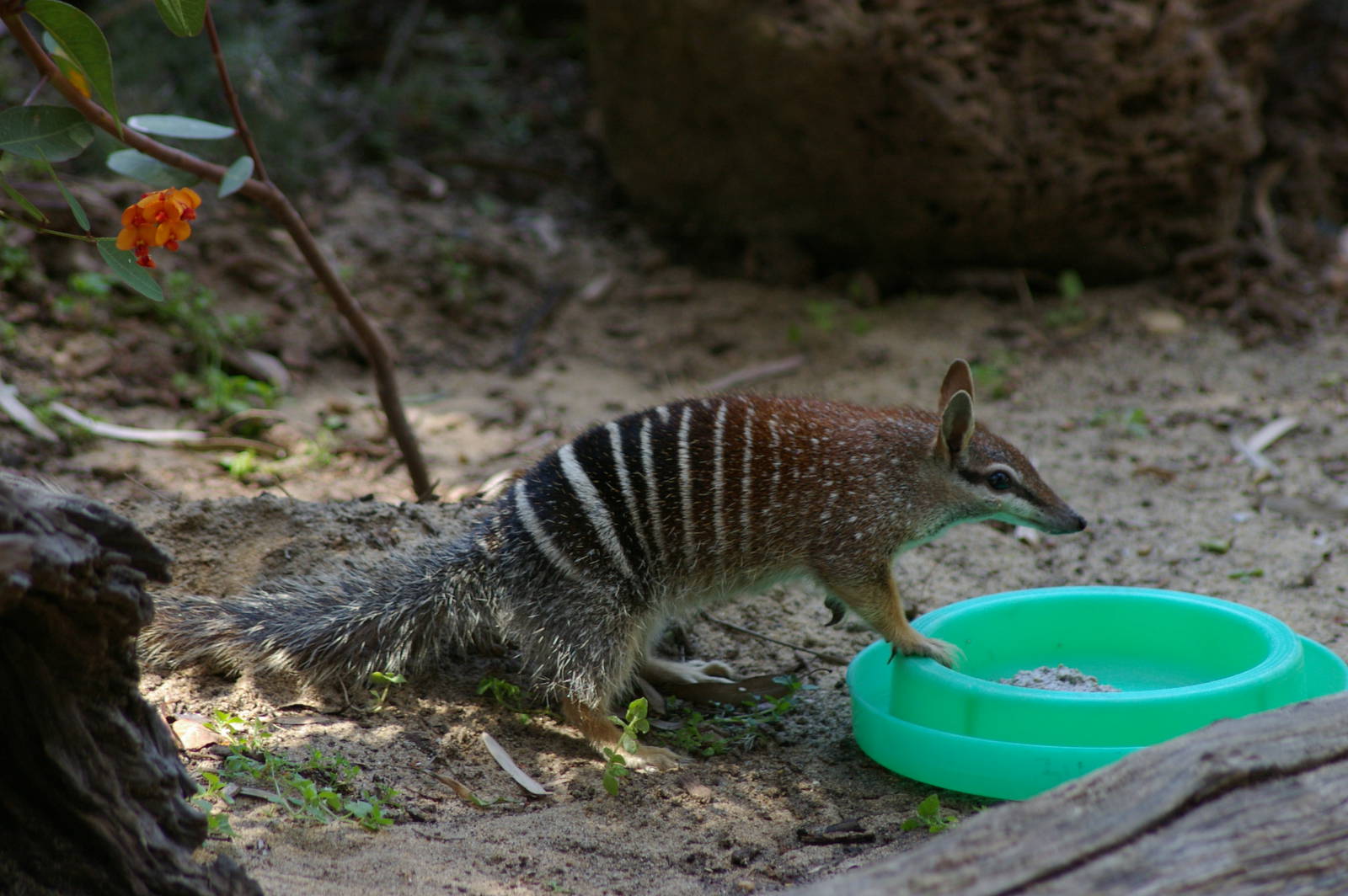 Numbat (Myrmecobius fasciatus)