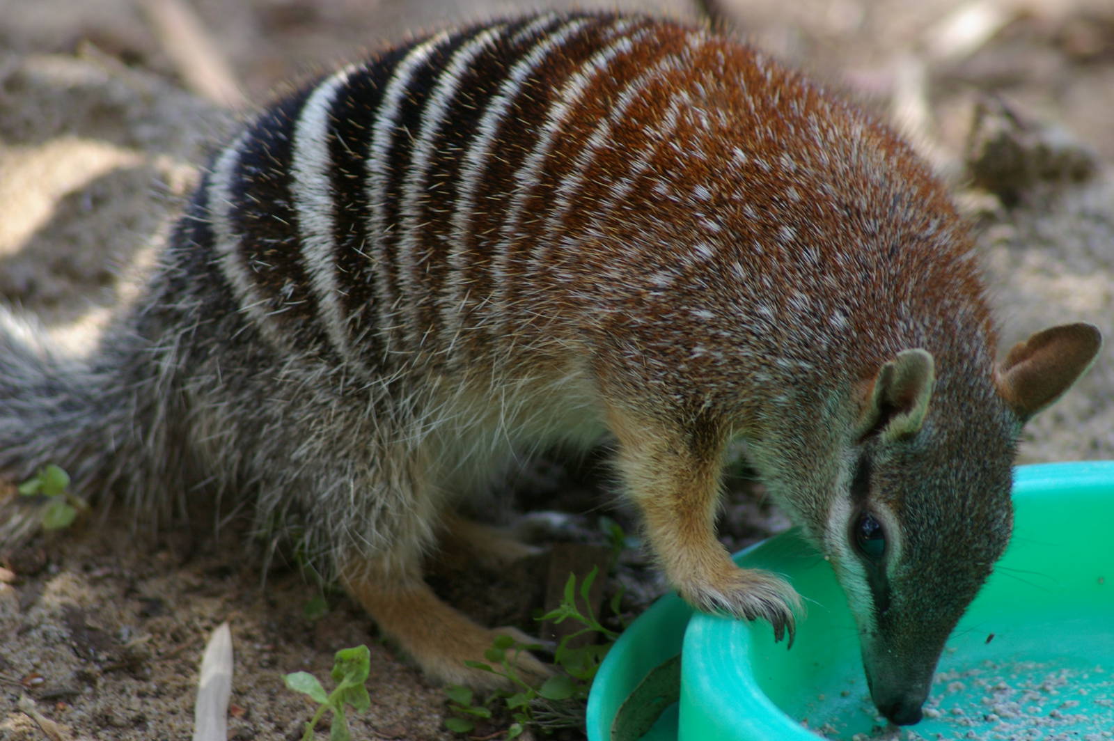 Numbat (Myrmecobius fasciatus)