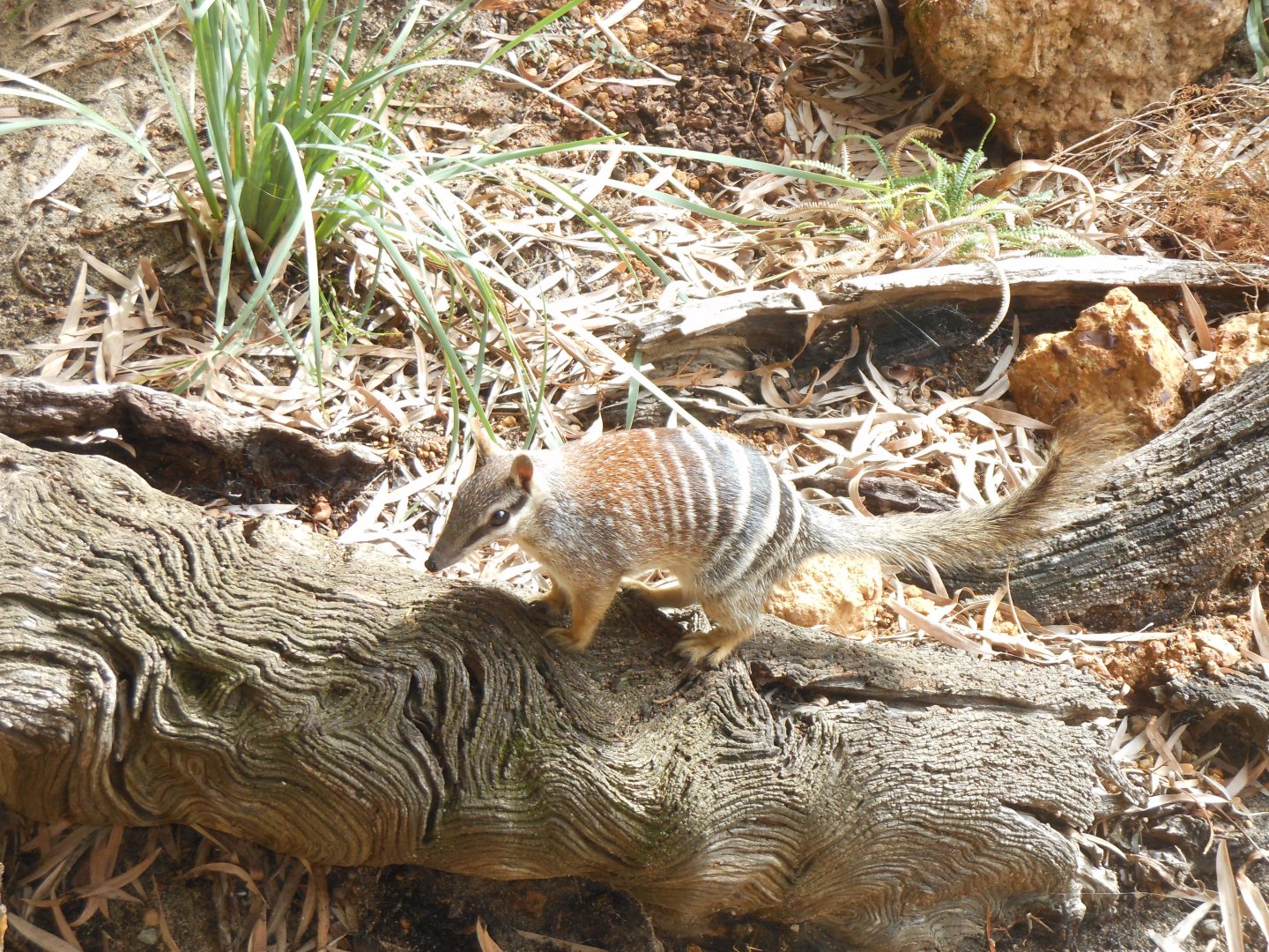 Numbat (Myrmecobius fasciatus)