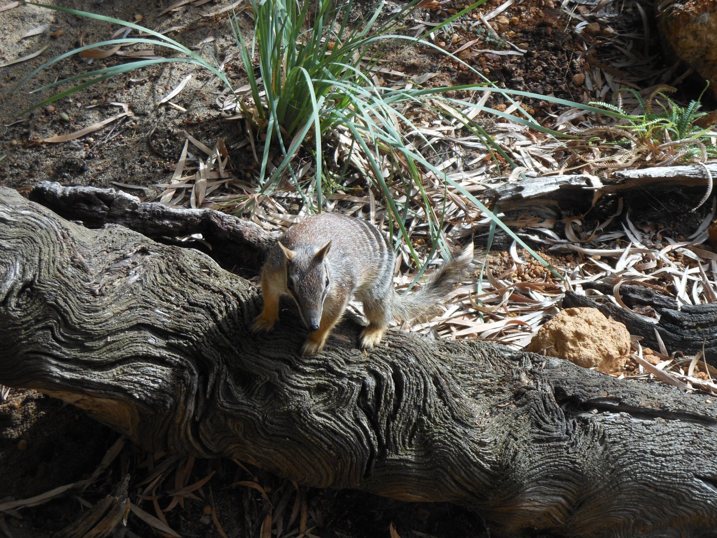 Numbat (Myrmecobius fasciatus)