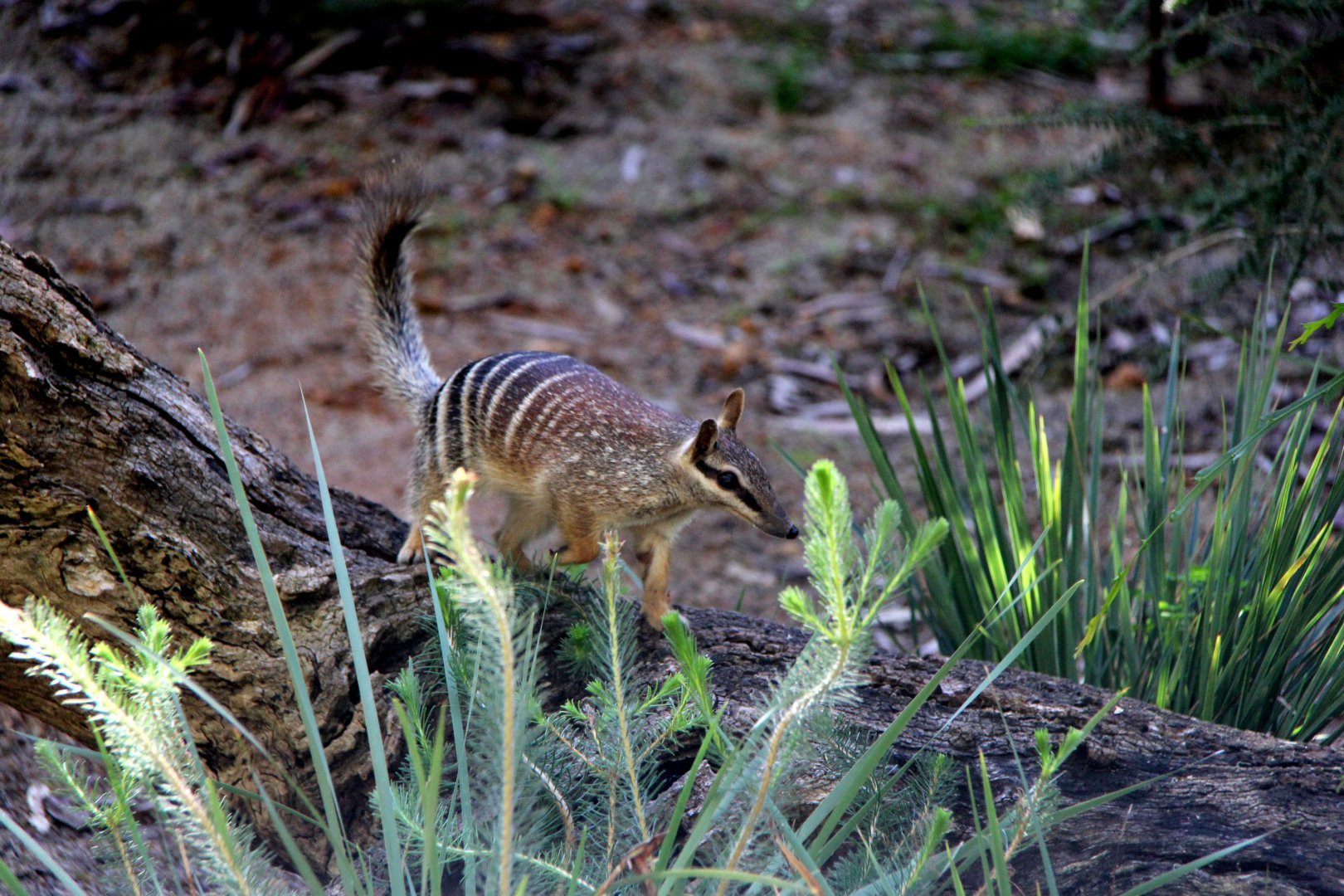 numbat (Myrmecobius fasciatus)
