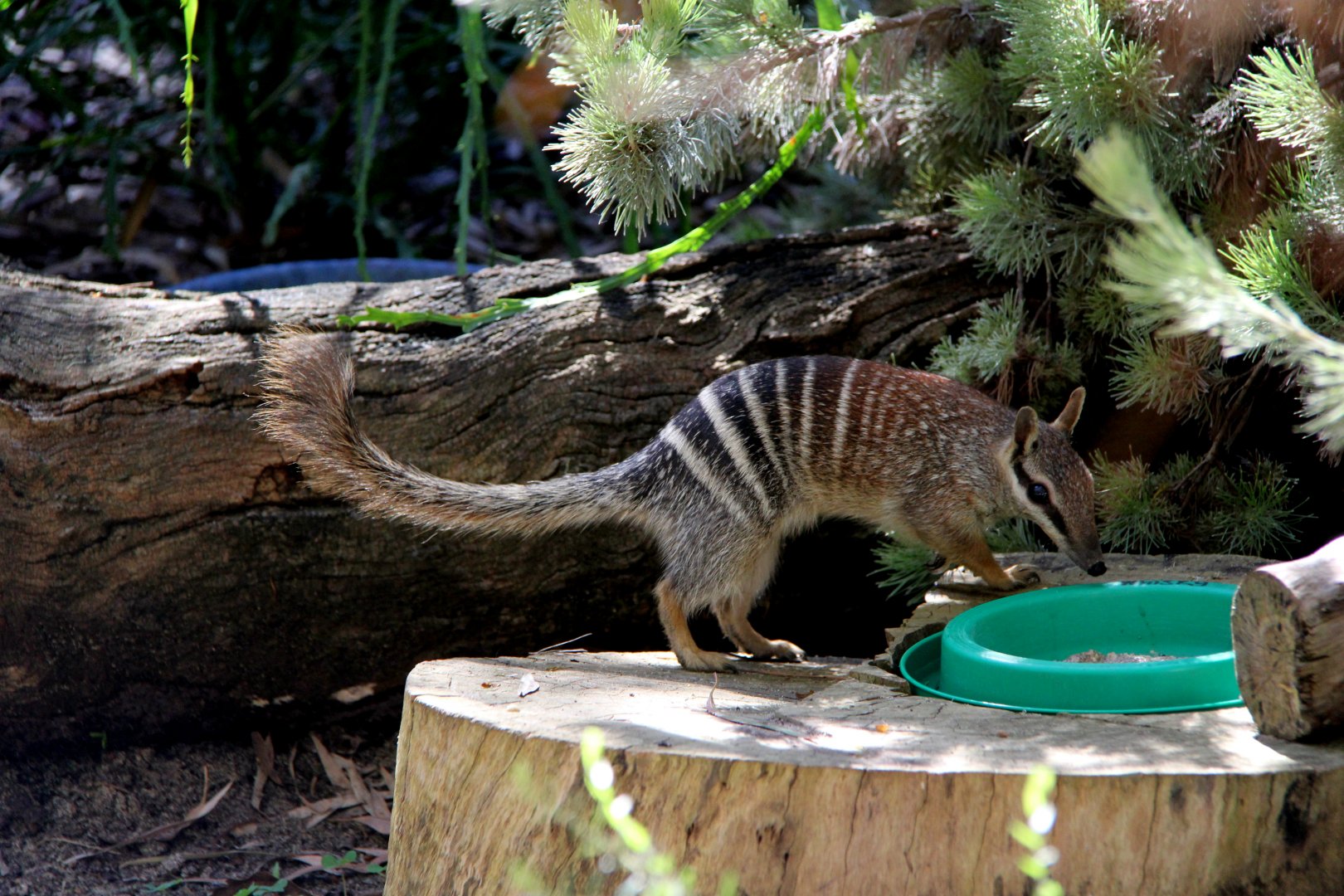 numbat (Myrmecobius fasciatus)