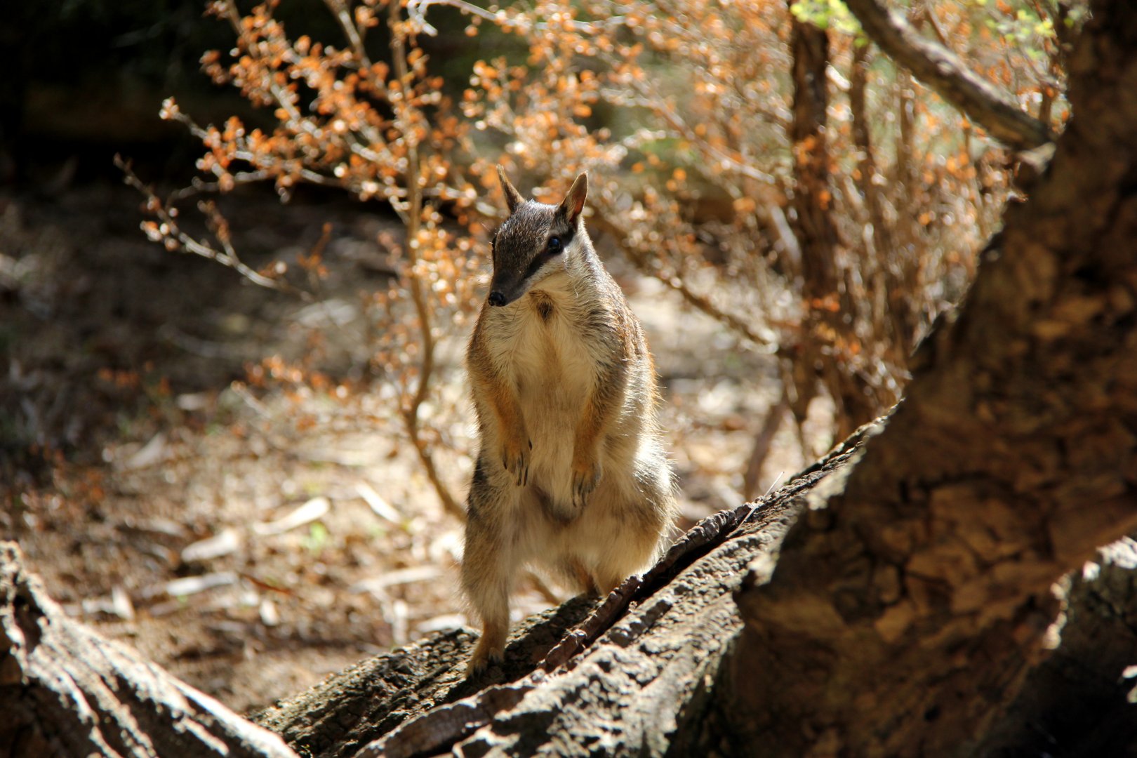 numbat (Myrmecobius fasciatus)