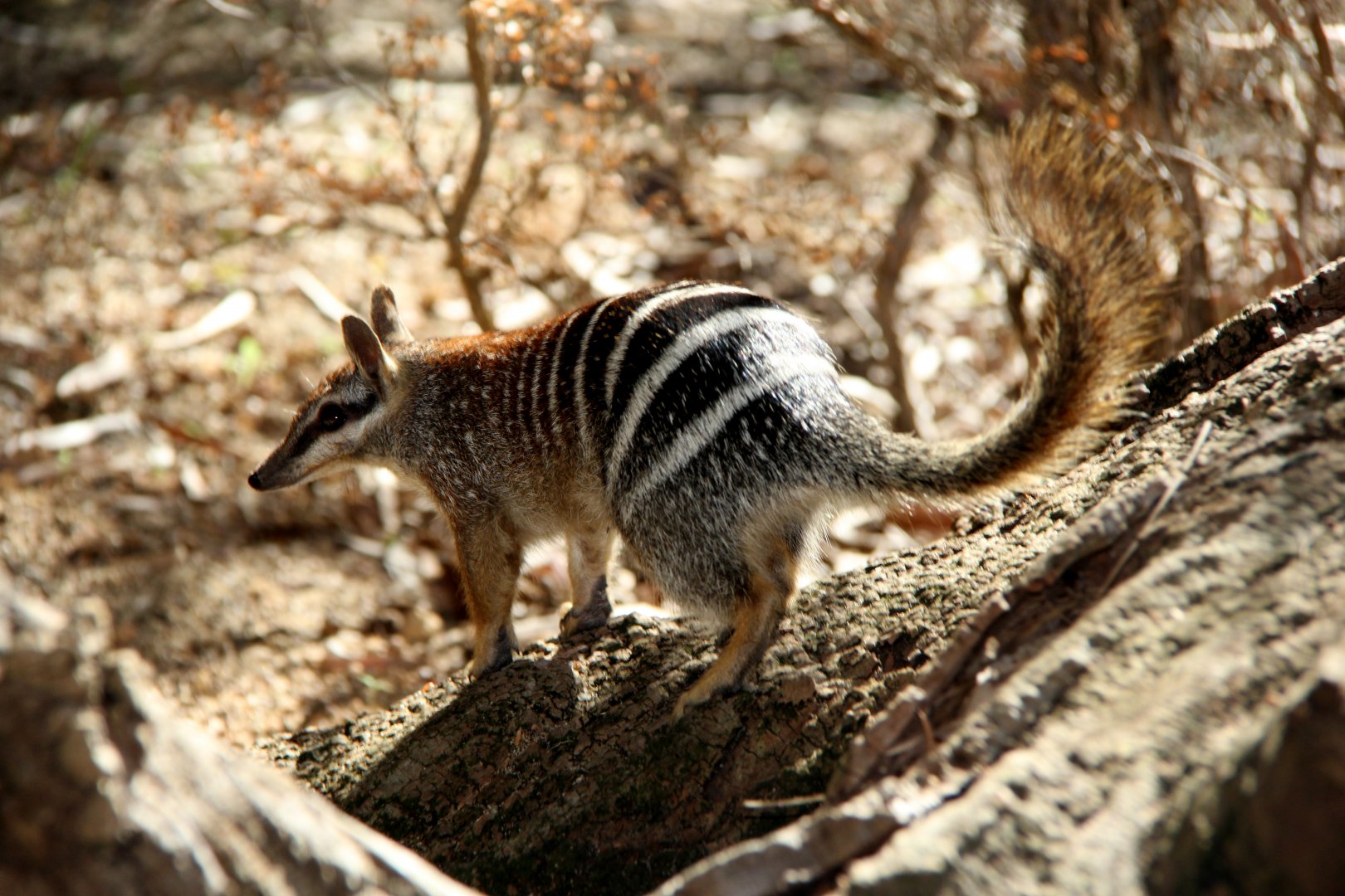 numbat (Myrmecobius fasciatus)